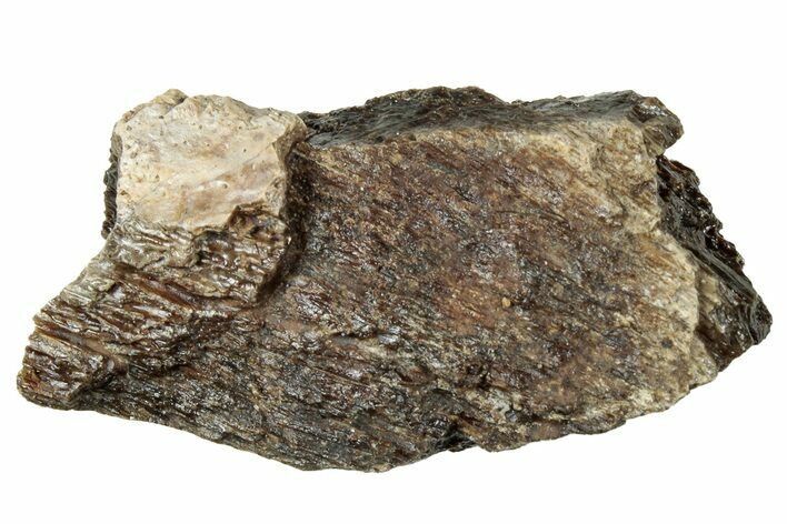 Fossil Tyrannosaur (T rex) Bone Section - Wyoming #313971